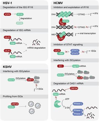 One Step Ahead: Herpesviruses Light the Way to Understanding Interferon-Stimulated Genes (ISGs)